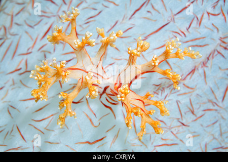 Korallenpolypen auf der Basis einer Spezies von Weichkorallen (Dendronephthya Klunzingeri), detaillierte anzeigen, Great Barrier Reef Stockfoto