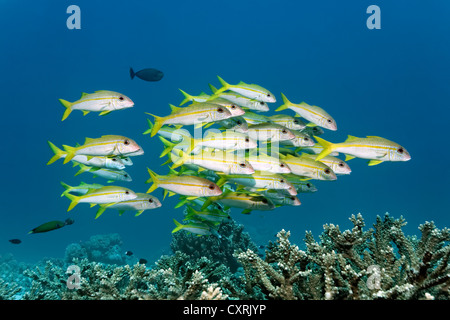 Schwarm Gelbflossen Goatfish (Mulloidichthys guentheri) schwimmen über Hartkorallen, Great Barrier Reef Stockfoto