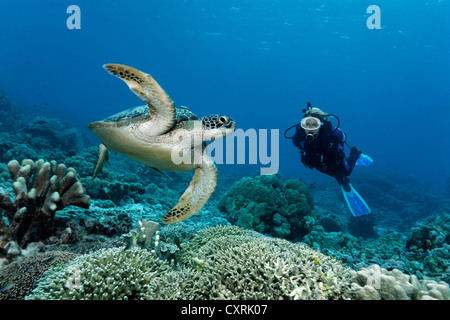 Taucher, die gerade einer grüne Meeresschildkröte (Chelonia Mydas), Riff-Top, große Barriere Riff, ein UNESCO-Weltkulturerbe, Queensland Stockfoto