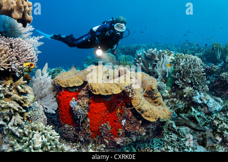 Weibliche Taucher betrachten eine Riesenmuschel (Tridacna Gigas), an einem Korallenriff Great Barrier Reef, ein UNESCO-Weltkulturerbe Stockfoto