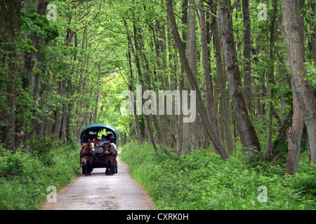 Pferdekutsche mit Touristen im Wald, Nationalpark Vorpommersche Boddenlandschaft, Darss, Ostsee Stockfoto