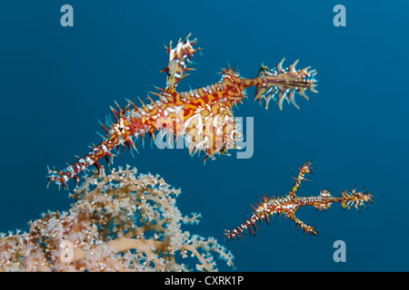 Reich verzierte Geisterpfeifenfische (Solenostomus Paradoxus), Great Barrier Reef, ein UNESCO-Weltkulturerbe, Queensland, Cairns, Australien Stockfoto