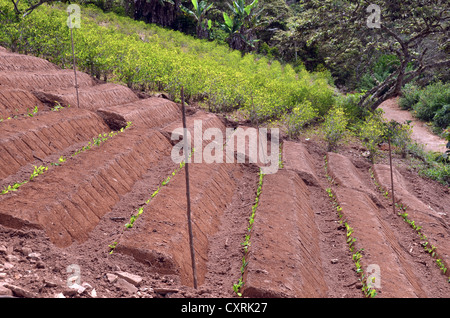 Feld mit Coca Büsche, teilweise Reif, einige frisch gepflanzten, coroico, yungas, Bolivien, Südamerika Stockfoto