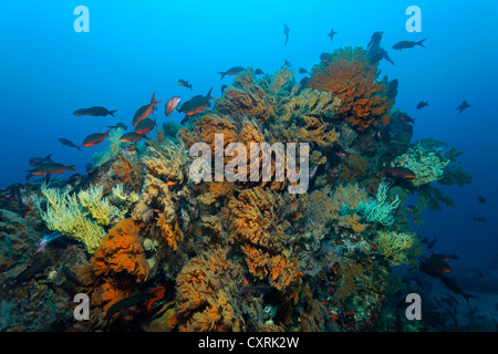 Riff, dicht bewachsen mit schwarzen Korallen (Antipathes Dichotoma), Fischschwarm von Pacific Creolefish (Paranthias Kolonos), Ponta de Sao Stockfoto