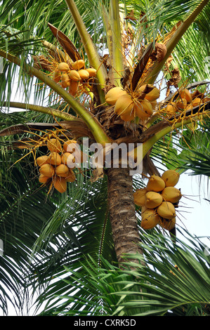 Kokospalme (Cocos nucifera), mit Kokosnüssen, Ecuador, Südamerika Stockfoto