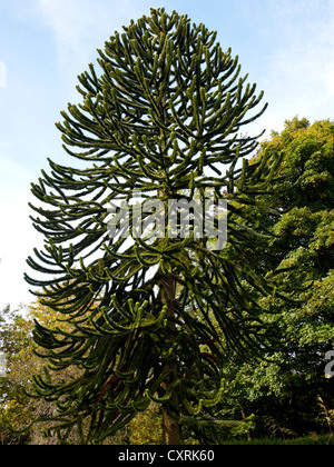 Monkey Puzzle Tree, Araucaria. Stockfoto