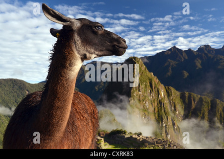 Llama (Lama glama) auf die Ruinen von Machu Picchu, in der Nähe von Cusco, Anden, Peru, Südamerika Stockfoto