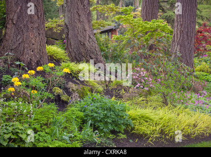 Ein Staudengarten mit sommergrüne Azaleen, Geranien; Japanische Wald Rasen; Ahorne unter einem Stand von Douglasien Stockfoto