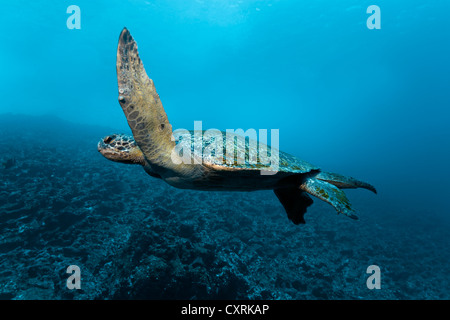 Grüne Meeresschildkröte (Chelonia Mydas) schwimmen vor einem Riff, Insel Floreana, Enderby, Galápagos-Inseln Stockfoto