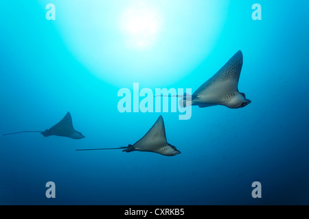 Gefleckter Adlerrochen (Aetobatus Narinari) Schwimmen im blauen Wasser, Sonne auf der Rückseite, Insel Floreana, Enderby, Galápagos-Inseln Stockfoto