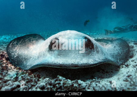 Gestromt Pfauentaube Ray (Taeniura Meyeni), liegend auf dem sandigen Meeresgrund, vor der Kamera, Gardner Bay Española Insel getarnt Stockfoto