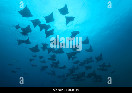 Schwarm von golden Kuhnasenrochen Strahlen (Rhinoptera Steindachneri), Schwimmen im offenen Meer, Gardner Bay, Insel Española auch bekannt als Stockfoto