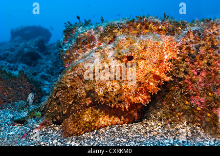 Drachenköpfe (Scorpaena Plumieri Mystes) gesichtet, San Benedicto-Insel, in der Nähe von Socorro, Revillagigedo-Inseln, Schären, Mexiko Stockfoto