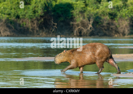 Wasserschwein (Hydrochoerus Hydrochaeris) Eingabe River, Pantanal, Brasilien Stockfoto
