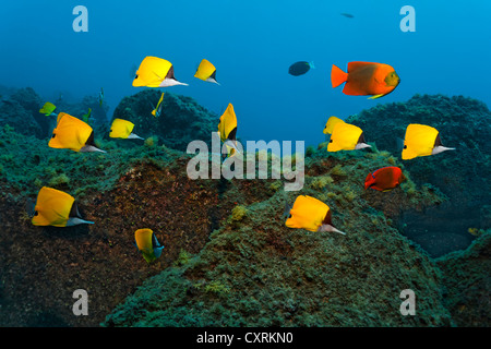 Schwarm von gelber Langnasen Butterflyfish (Forcipiger Flavissimus) und Clarion Kaiserfisch (Holacanthus Clarionensis) oben schwimmen Stockfoto