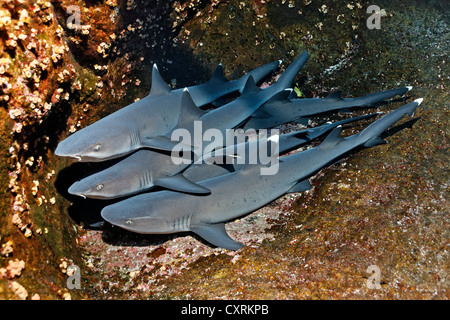 Weißspitzen-Riffhaie (Triaenodon Obesus) ruht auf Felsen, San Benedicto Insel, in der Nähe von Socorro, Revillagigedo-Inseln Stockfoto