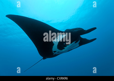 Riesige ozeanische Mantarochen (Manta Birostris) und eine gemeinsame Remora (Remora Remora), San Benedicto Insel, in der Nähe von Socorro Stockfoto