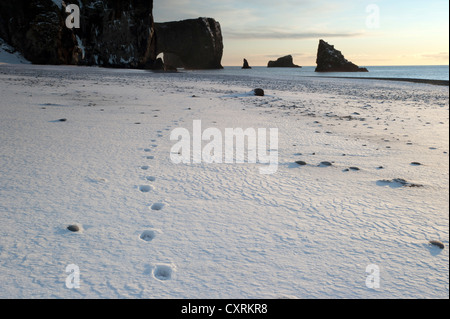 Spuren der ein Polarfuchs im Schnee in der Nähe von der Dyrhólaey Felsbogen an der Atlantikküste, Dyrhólaey, Island, Europa Stockfoto