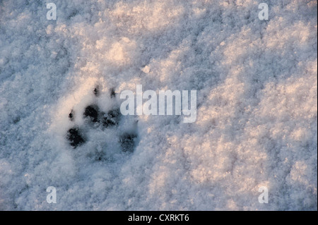 Paw Print ein Polarfuchs im Schnee, Skaftafell-Nationalpark, Vatnajoekull Nationalpark, Island, Europa Stockfoto