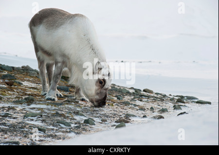 Svalbard-Rentiere (Rangifer Tarandus Platyrhynchus), zwischen Felsen, Spitsbergen, Longyearbyen, Svalbard auf Nahrungssuche Stockfoto