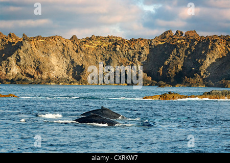 Buckelwal (Impressionen Novaeangliae), San Benedicto Island, in der Nähe von Socorro, Revillagigedo-Inseln, Schären, Mexiko Stockfoto