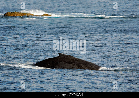 Buckelwal (Impressionen Novaeangliae), San Benedicto Island, in der Nähe von Socorro, Revillagigedo-Inseln, Schären, Mexiko Stockfoto