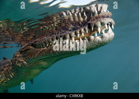 Salzwasser Krokodil oder Leistenkrokodil oder Indo-Pazifik Krokodil (Crocodylus Porosus), Kopf, Mund, Zähne, Unterwasser-set Stockfoto