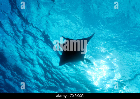 Riesige ozeanische Mantarochen (Manta Birostris), von unterhalb, Schwimmen in der Nähe von Oberfläche, Hintergrundbeleuchtung, Silhouette, Roca Partida Stockfoto