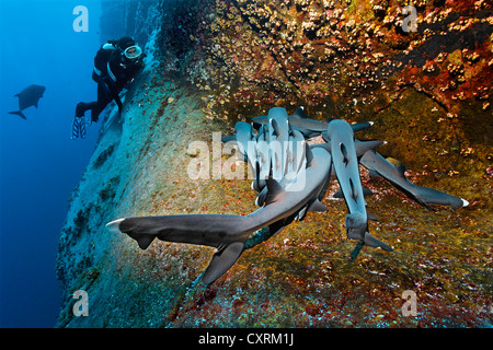 Taucher beobachten Weißspitzen-Riffhaie (Triaenodon Obesus), schlafen auf steilen Felsen, Roca Partida