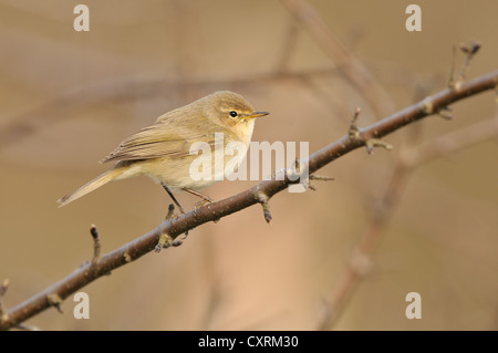 Gemeinsamen Zilpzalp (Phylloscopus Collybita) Stockfoto