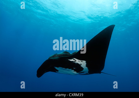 Riesige ozeanische Mantarochen (Manta Birostris), von unten mit Remora, Roca Partida Revillagigedo-Inseln, Mexiko, Amerika Stockfoto