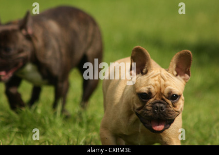 Französische Bulldogge Welpen Stockfoto