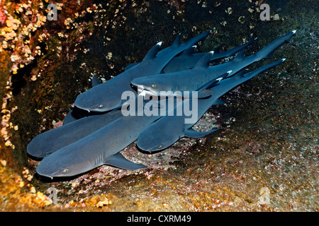 Weißspitzen-Riffhaie (Triaenodon Obesus), schlafen auf Felsen, Roca Partida, Revillagigedo-Inseln, Mexiko, Amerika Stockfoto