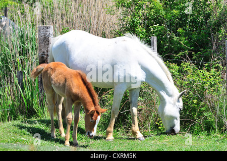 Camargue Stute und Fohlen grasen im Feld Camarge, Südfrankreich Frankreich Stockfoto