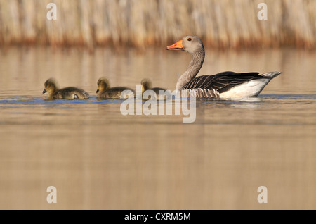 Graylag Gans (Anser Anser) mit Gänsel, in der Nähe von Leipzig, Sachsen, Deutschland, Europa Stockfoto