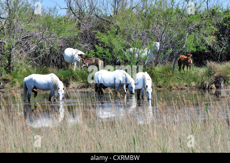 Halbwilden weißen Camargue-Pferde mit ihren Fohlen weiden auf die Feuchtgebiete oder Etangs der Camargue, Südfrankreich Stockfoto