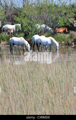 Halbwilden weißen Camargue-Pferde mit ihren Fohlen weiden auf die Feuchtgebiete oder Etangs der Camargue, Südfrankreich Stockfoto