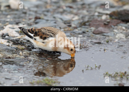 Snow Bunting Plectrophenax Nivalis Shetland, Scotland, UK Stockfoto