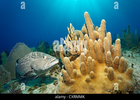 Schwarze Zackenbarsch (Mycteroperca Bonaci) schwimmen neben kleine Säule Korallen (Dendrodyra Cylindrus), Republik Kuba, Karibik Stockfoto