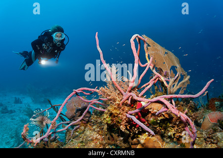 Scuba Diver betrachten Korallenriff mit einer Vielzahl von Korallenarten und Zeile Pore Seil Schwamm (Aplysina Cauliformis) Stockfoto