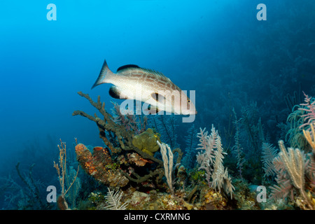 Black Grouper (Mycteroperca Bonaci), Schwimmen über dem Korallenriff, Republik Kuba, Karibik, Mittelamerika, Karibik Stockfoto