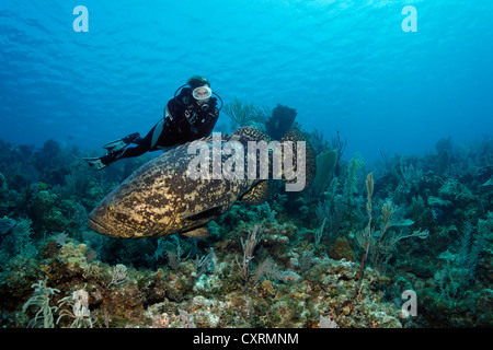 Taucher beobachten Atlantic Goliath Grouper Fisch oder Itajara oder Zackenbarsch (Epinephelus Itajara) über Korallenriff schwimmen Stockfoto