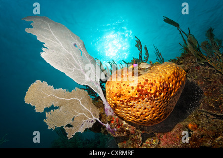 Korallenriff, Sonne, Hintergrundbeleuchtung, orange Schwamm (Cinachyra SP.), Venus-Fan oder Venus Gorgonien (Gorgonia Flabellum), Republik Kuba Stockfoto