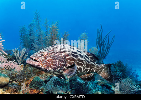 Zackenbarsch (Mycteroperca Bonaci) schwimmen über Coral Reef, schwarz, Republik Kuba, Karibik, Mittelamerika, Karibik Stockfoto