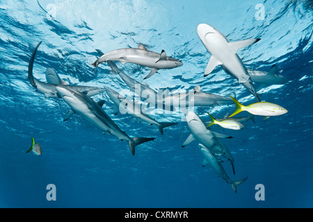 Schwarm von seidig Haie (Carcharhinus Falciformis) schwimmen direkt unter dem Ozean Oberfläche, Republik Kuba, Caribbean Stockfoto