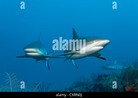 Karibische Riffhaie (Carcharhinus Perezi), Schwimmen im Freiwasser über eine Korallenriff, Republik Kuba, Karibik Stockfoto