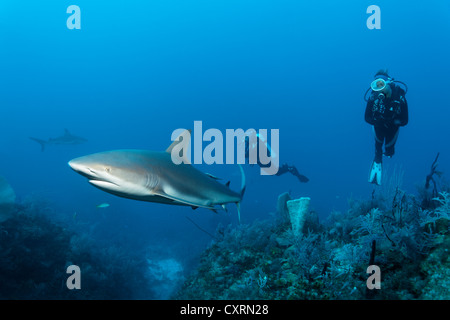 Taucher beobachten Karibische Riffhaie (Carcharhinus Perezi), über ein Korallenriff in der Republik Kuba in der Karibik schwimmen Stockfoto