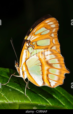 Malachit-Schmetterling Stockfoto