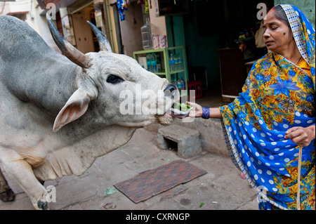 Hindu-Frau füttert eine heilige Kuh, Varanasi, Benares oder Kashi, Uttar Pradesh, Indien, Asien Stockfoto