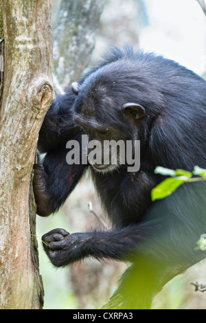 Schimpanse (Pan Troglodytes), weiblichen Fischen für Ameisen mit Stick, Mahale Mountains National Park, Tansania, Ostafrika, Afrika Stockfoto